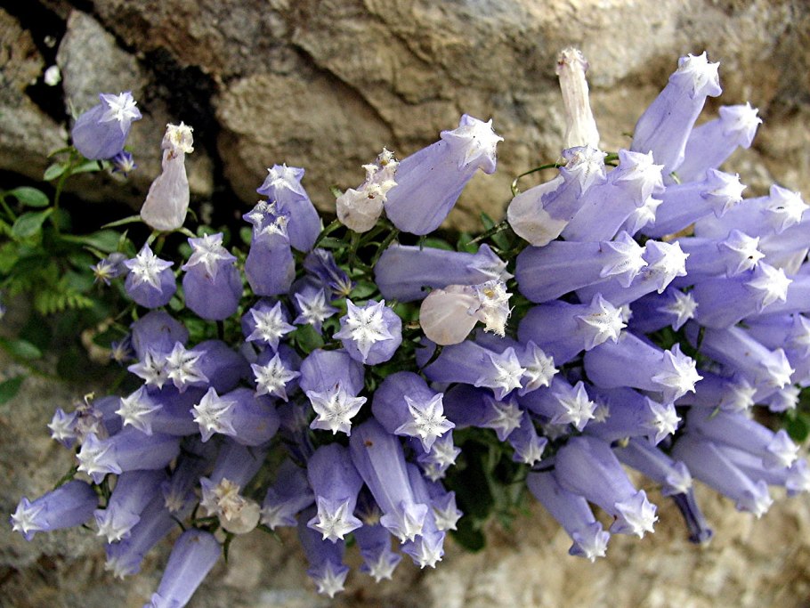 Колокольчик персиколистный Campanula persicifolia