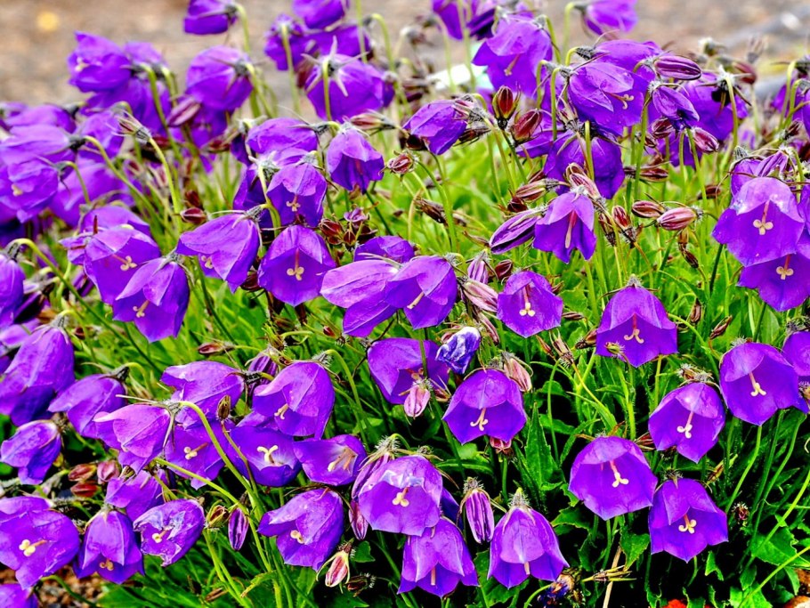 Колокольчик персиколистный Campanula persicifolia