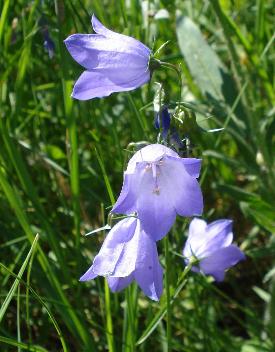 Колокольчик "g.f. Wilson" (Campanula)