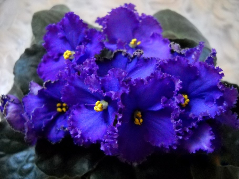 Узамбарская узамбарская фиалка