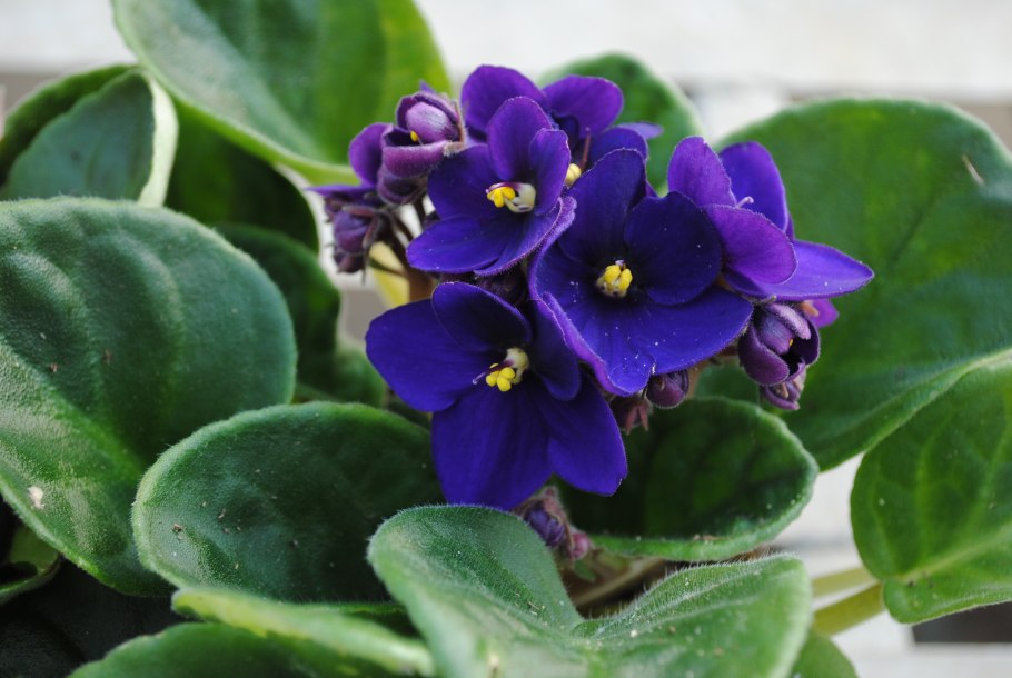 Цветы фиалка узамбарская