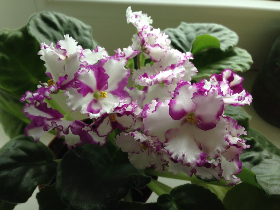 Фиалка Ле Суламифь