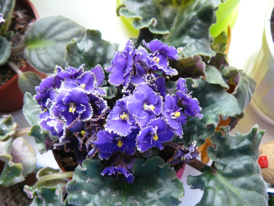 Узамбарская сенполия