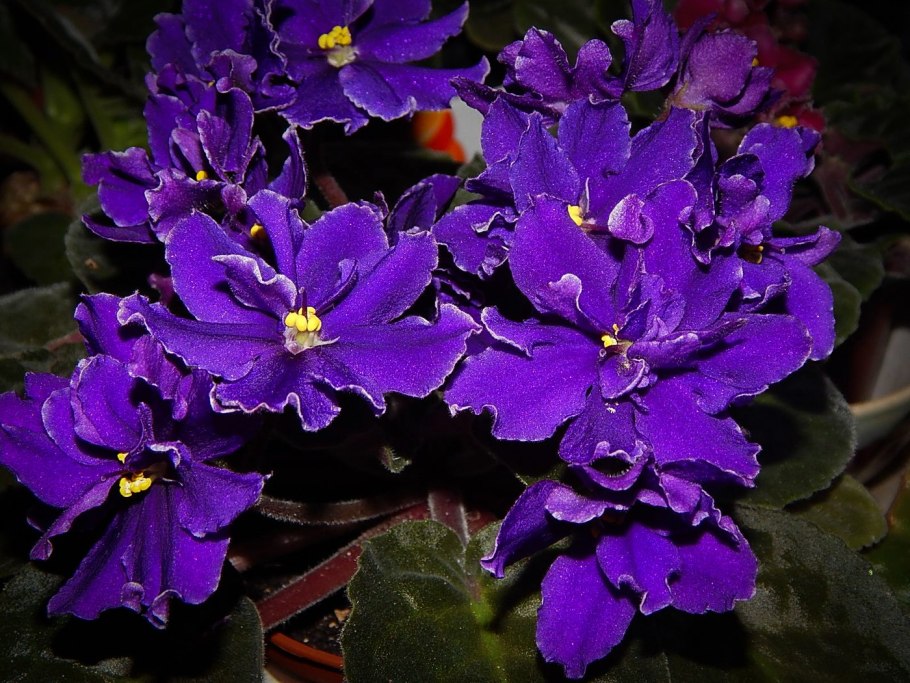 Узамбарская сенполия