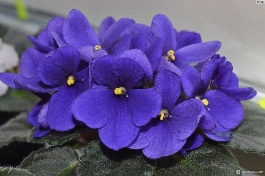 Узамбарская сенполия