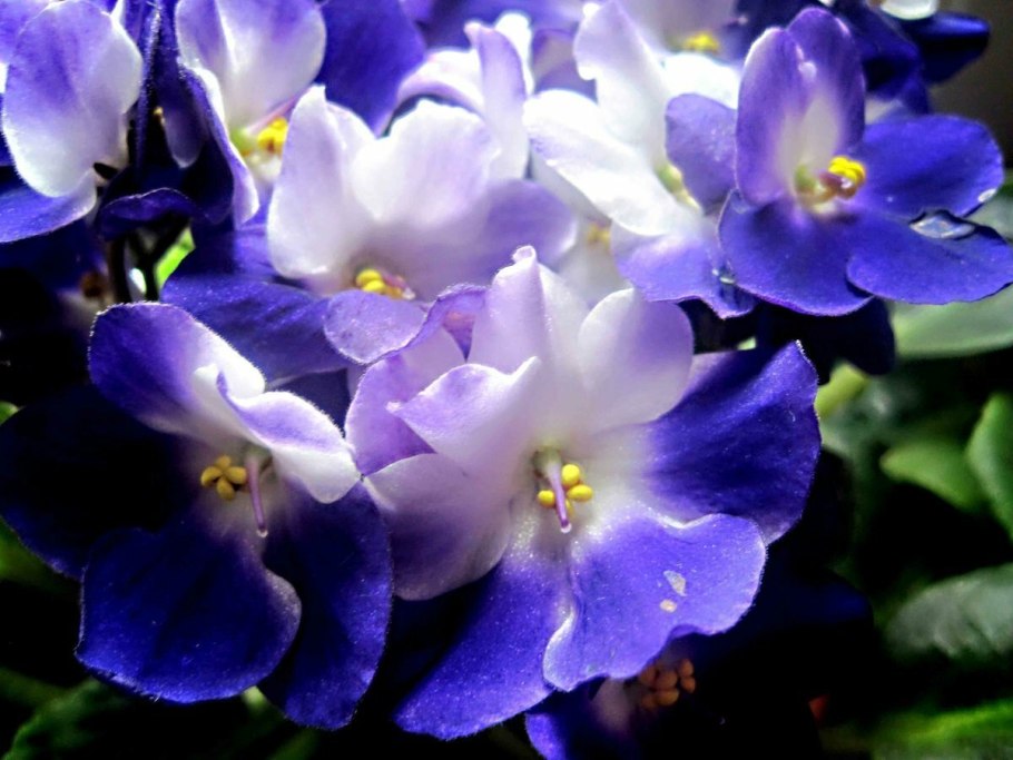 Узамбарская фиалка синяя