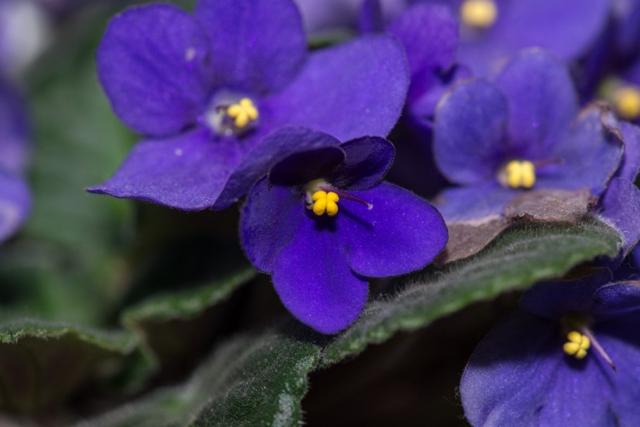 Saintpaulia ionantha фиалка