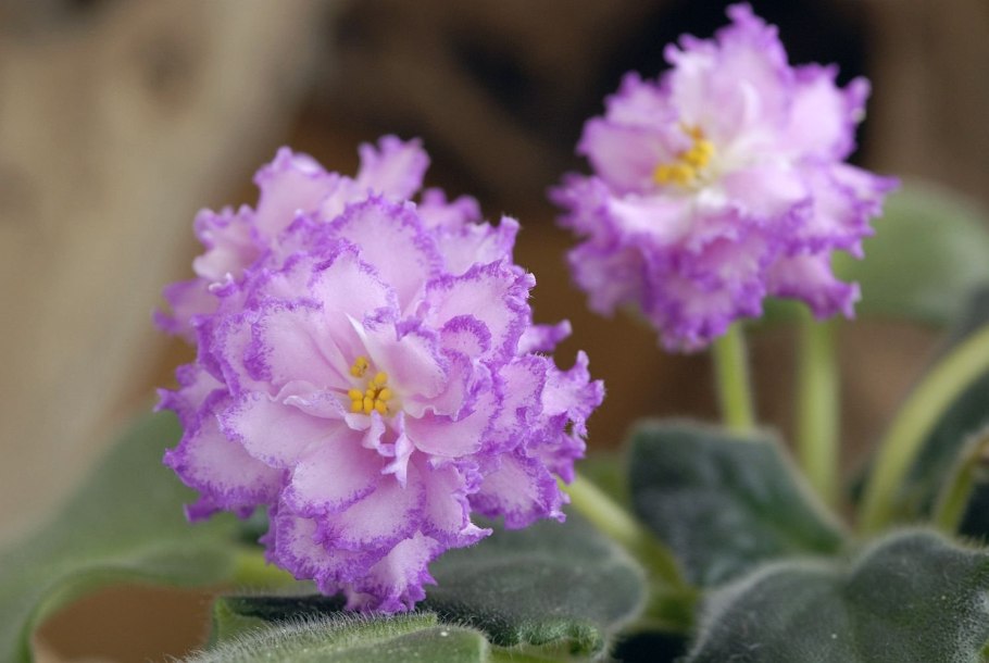 Узамбарская узамбарская фиалка