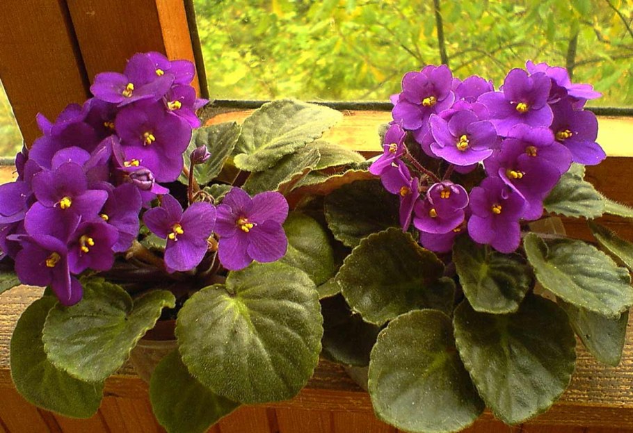 Цветы фиалка узамбарская