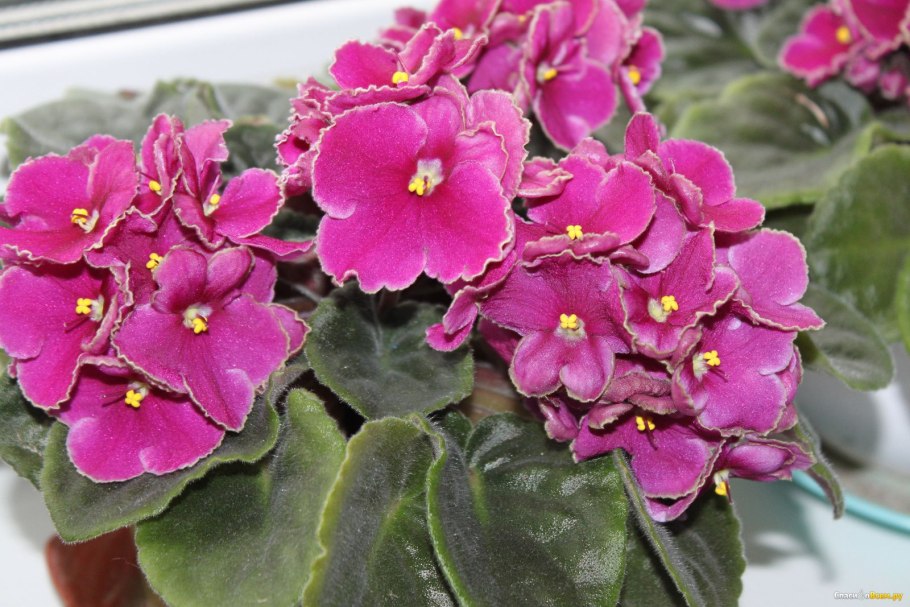 Узамбарская сенполия