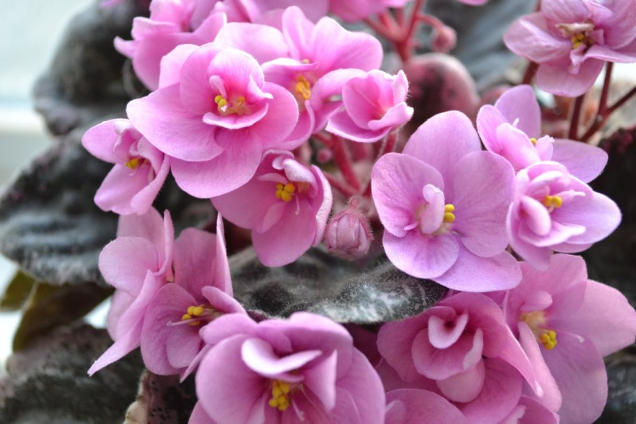 Сенполия фиалка