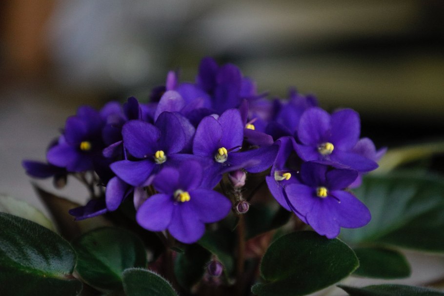 Сенполия узамбарская фиалка