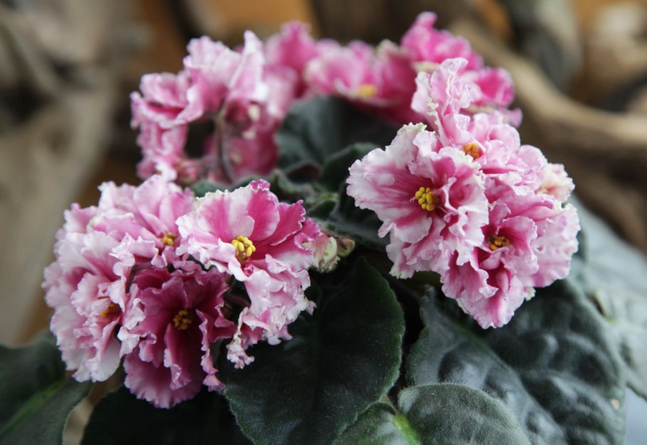 Сенполия (Saintpaulia) (узамбарская фиалка)