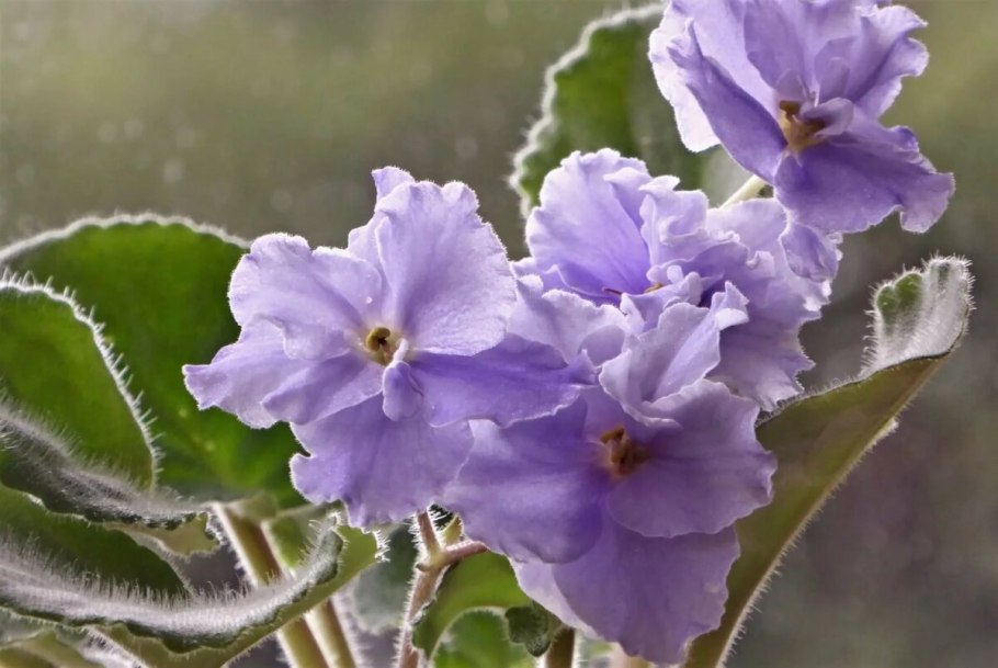 Цветы фиалки сенполия