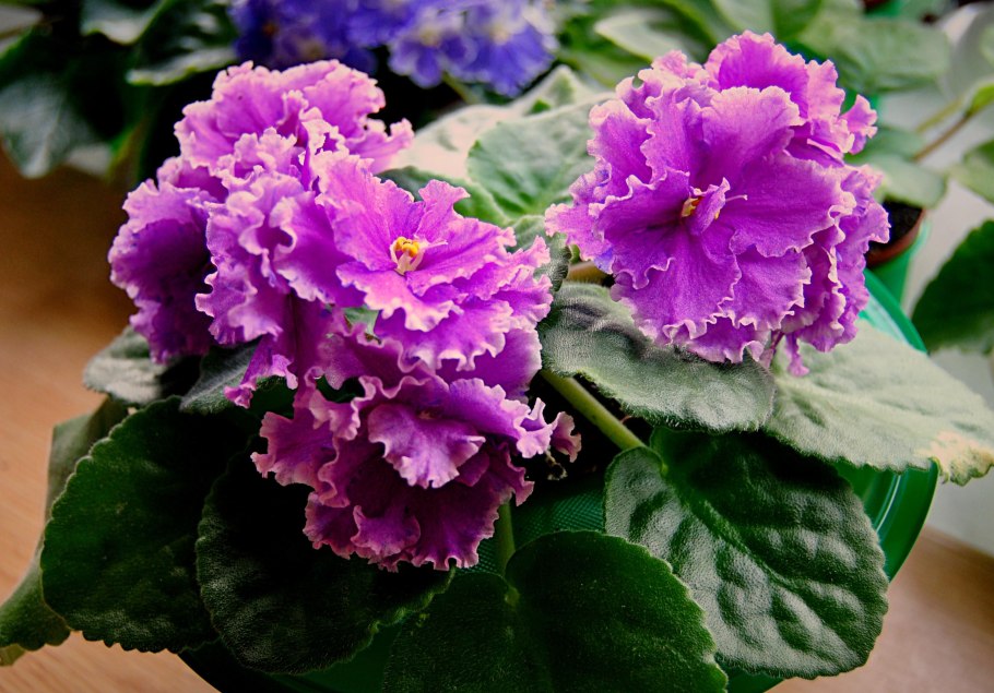 Фиалка махровая