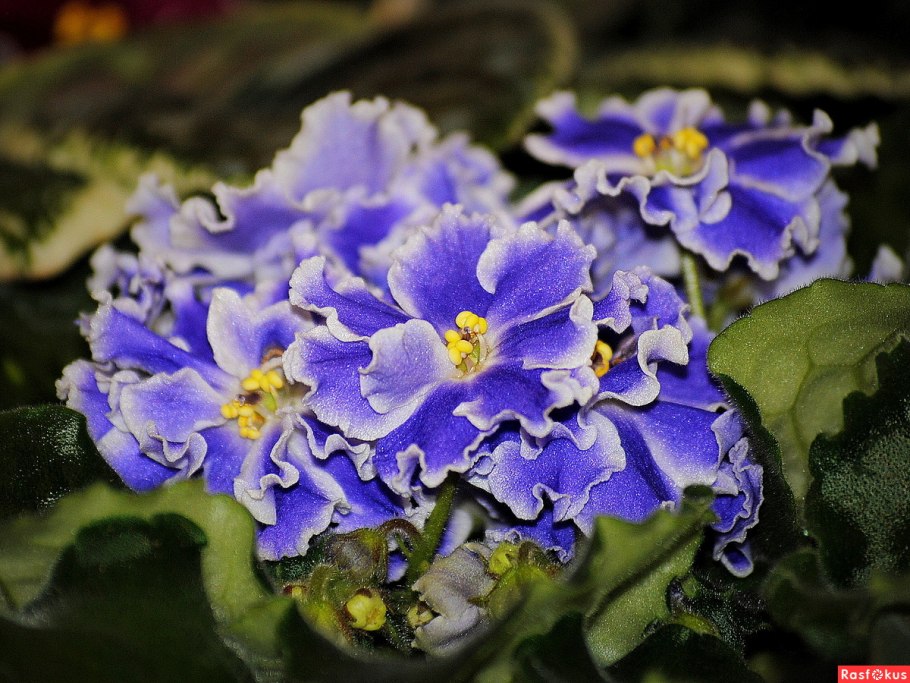 Фиалка ЛФ очарование