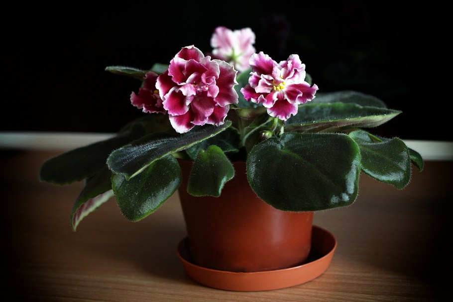 Сенполия фиалкоцветная