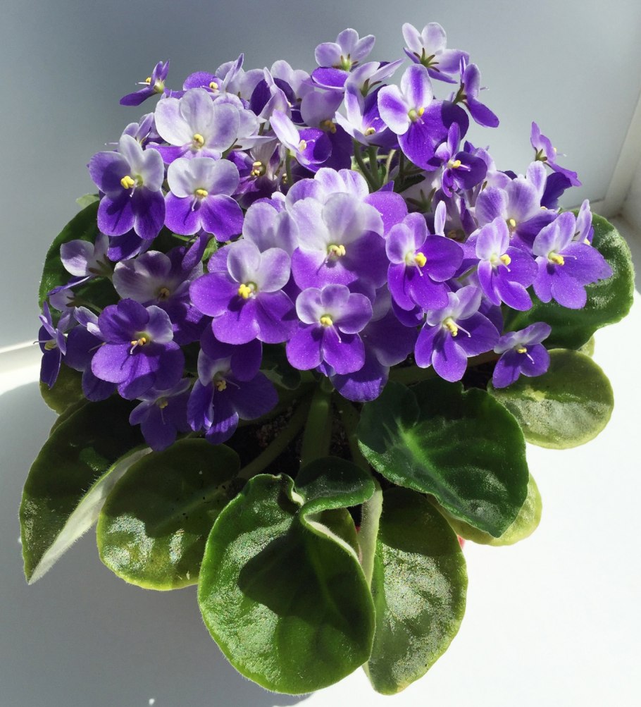 Фиалка оптимара чико