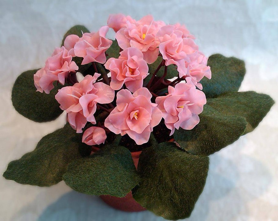 Цветы фиалка узамбарская