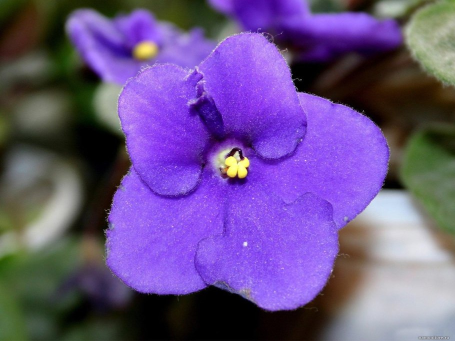 Цветок фиалка