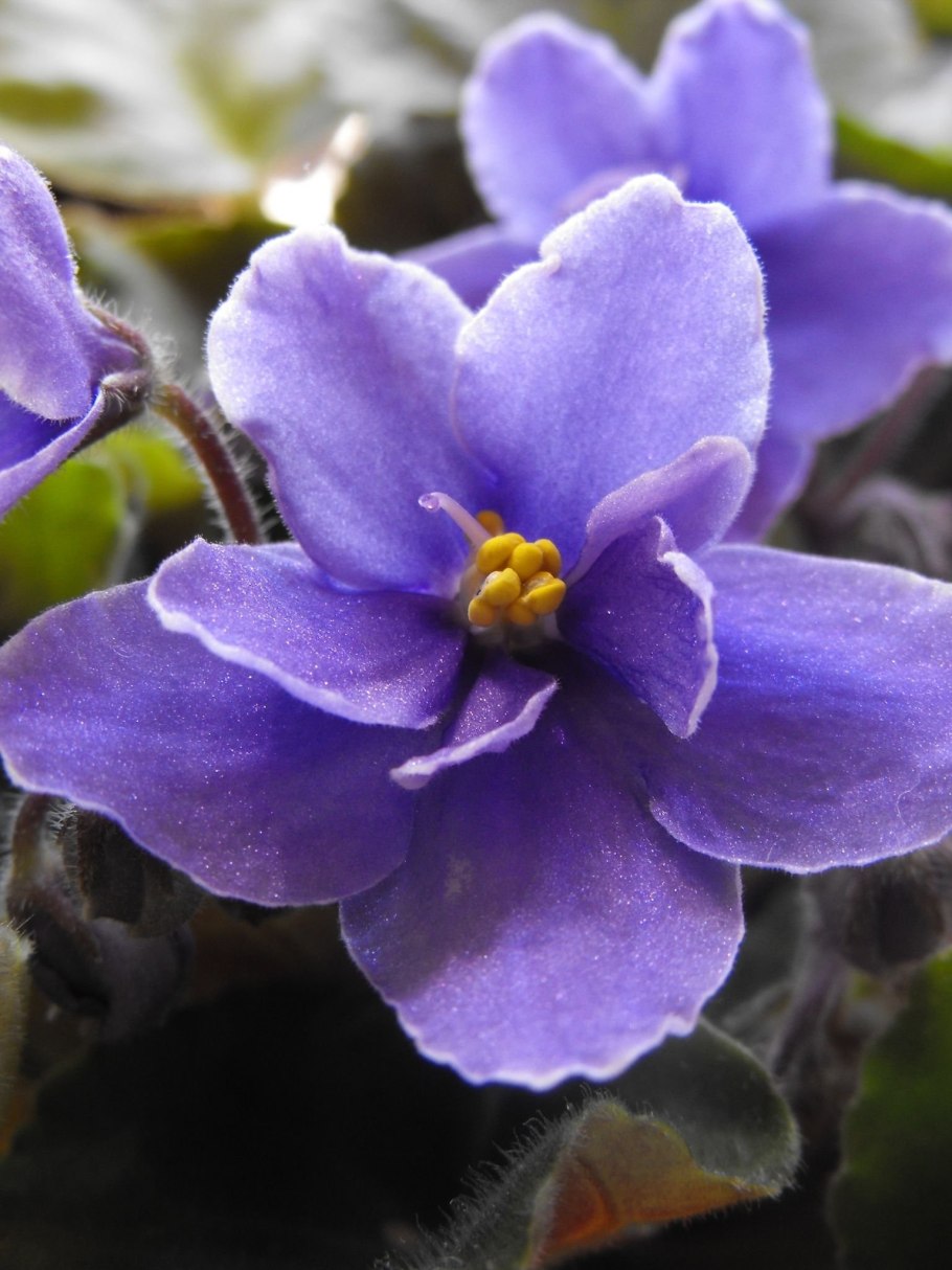 Фиалка ле арамис