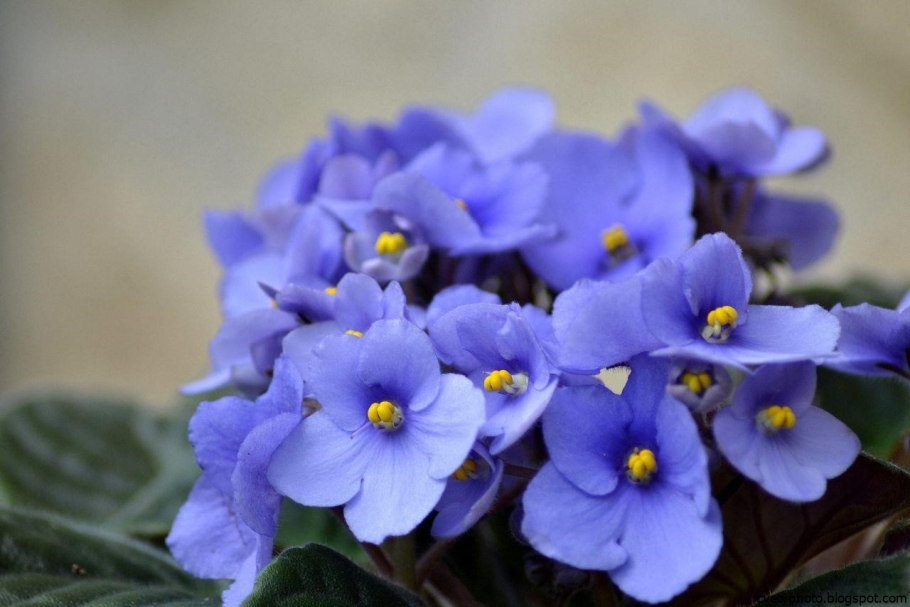 Фиалка оптимара голубая