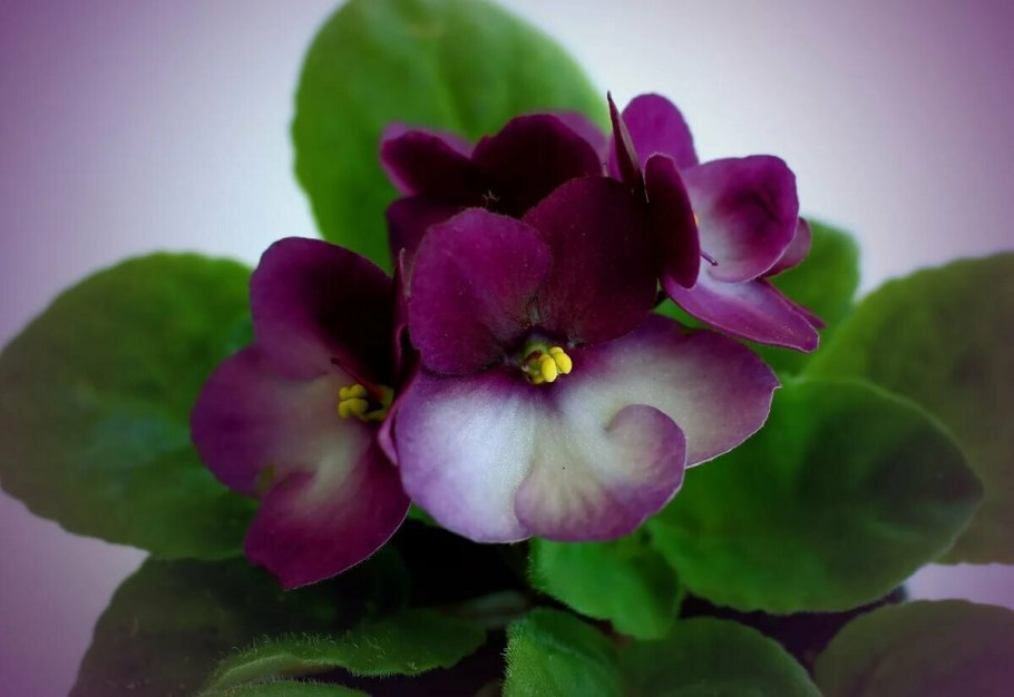 Ле-Polkagris фиалка