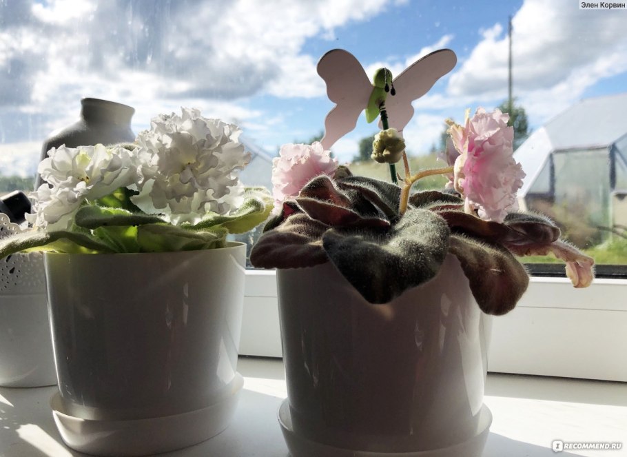 Узамбарская фиалка полив