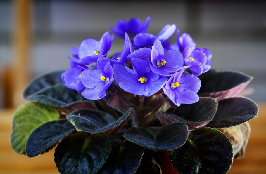 Узамбарская сенполия