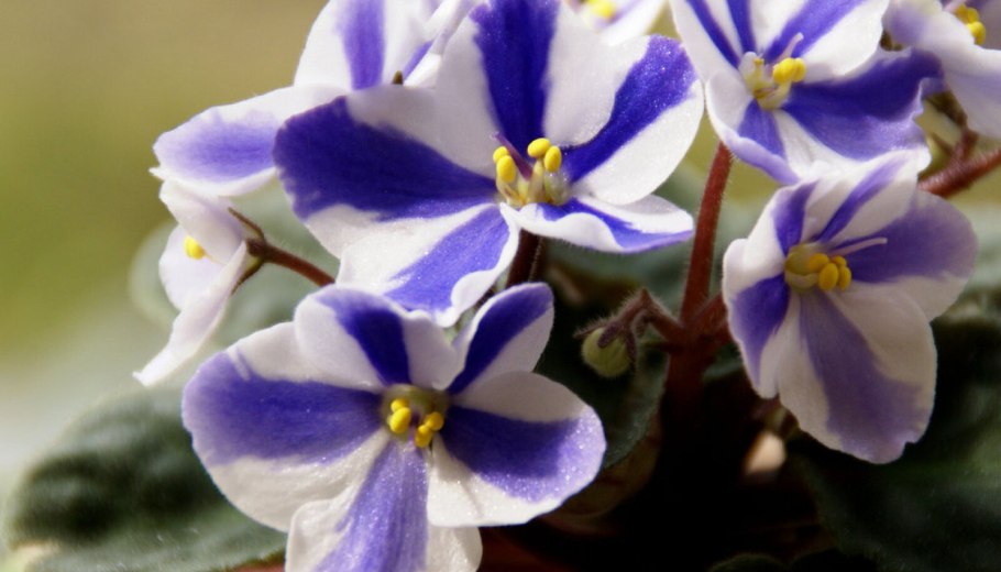 Фиалка Моника Химера