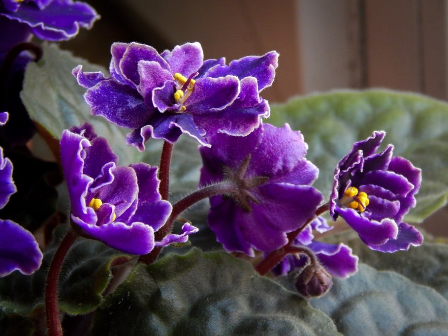 Цветы фиалки сенполия