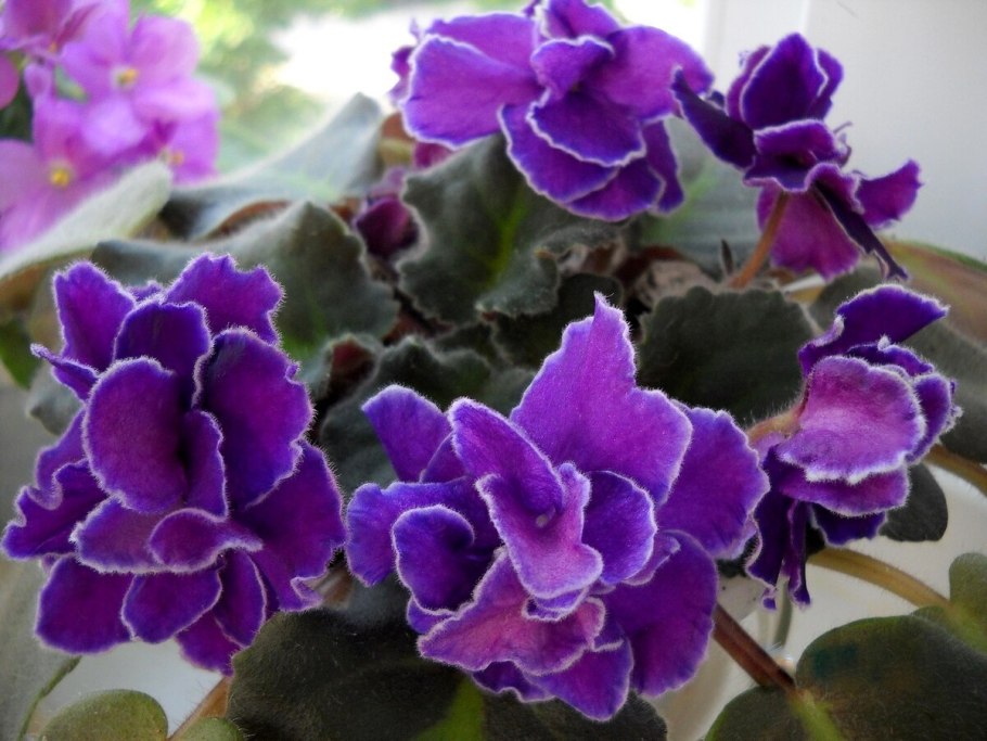 Сенполия узамбарская фиалка