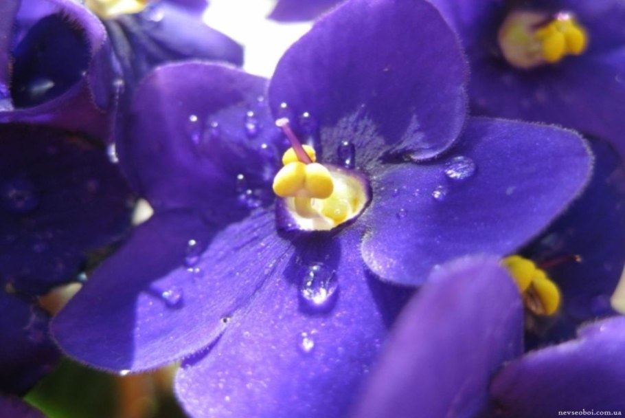 Saintpaulia ionantha