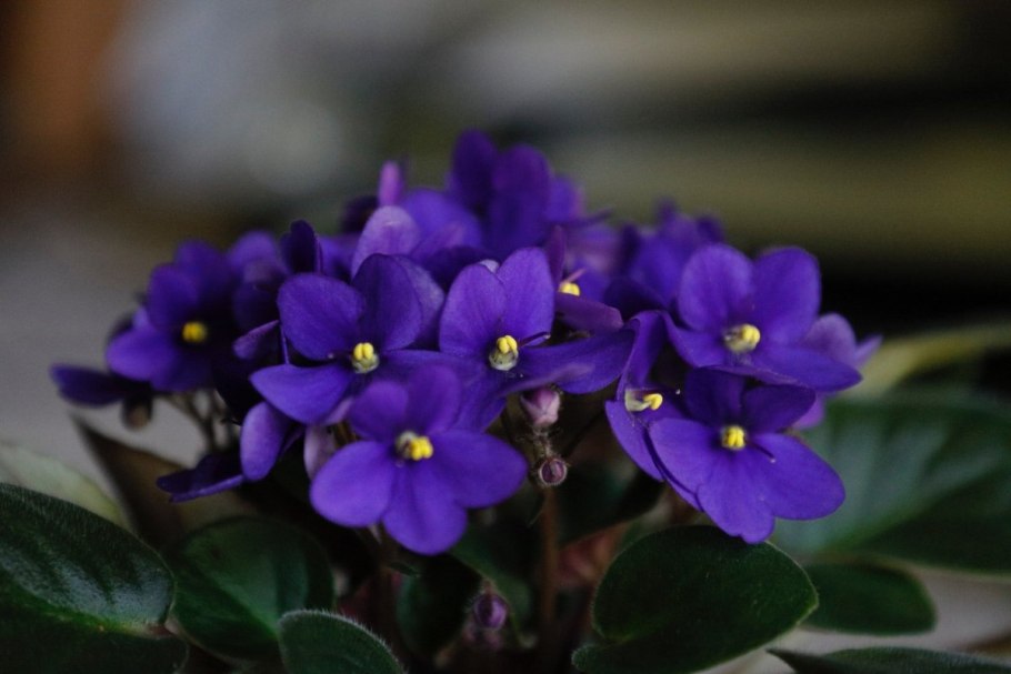 Сенполия узамбарская фиалка