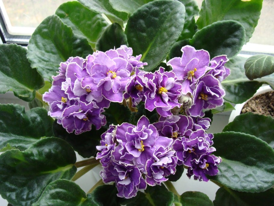 Сенполия узамбарская фиалка