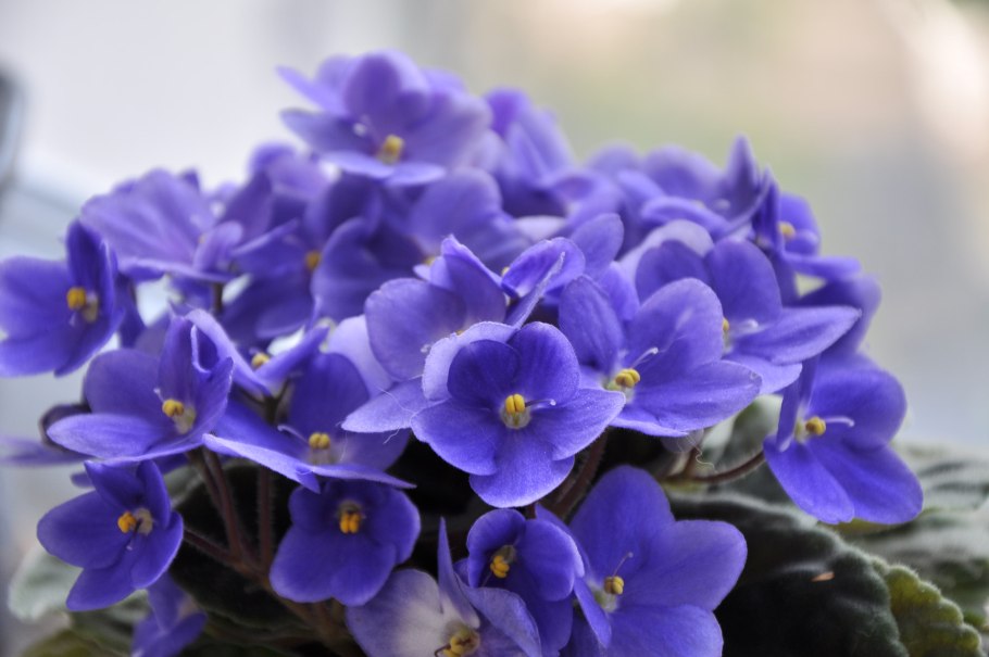 Узамбарская сенполия