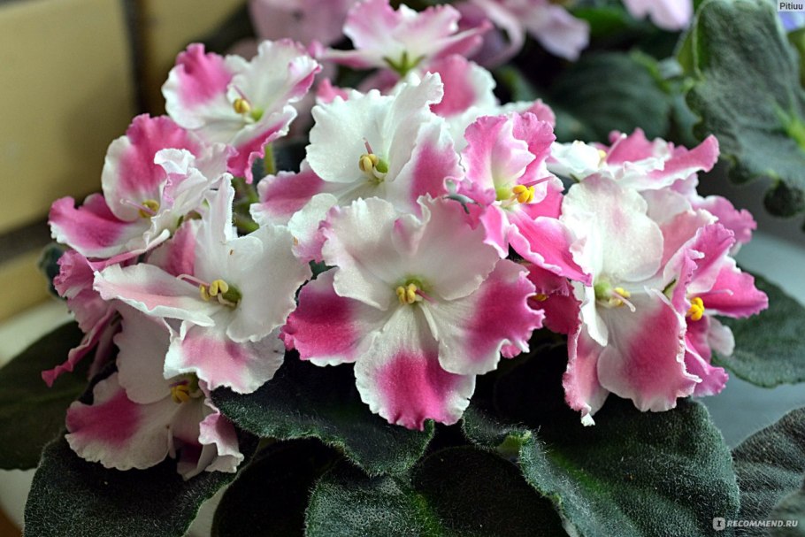 Фиалка Виолетта Химера