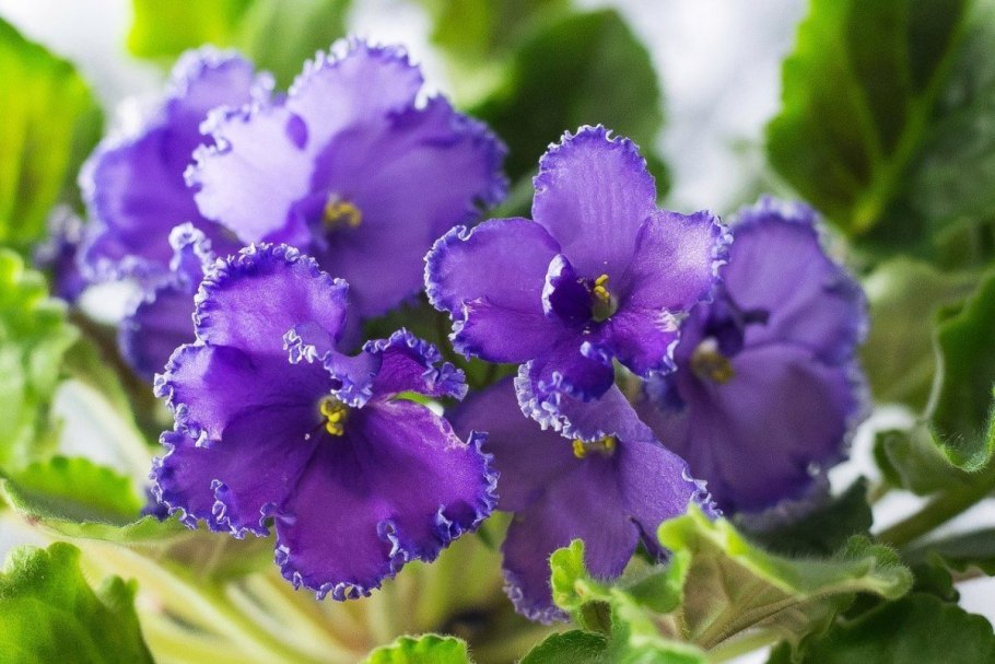 Фиалка химера женечка