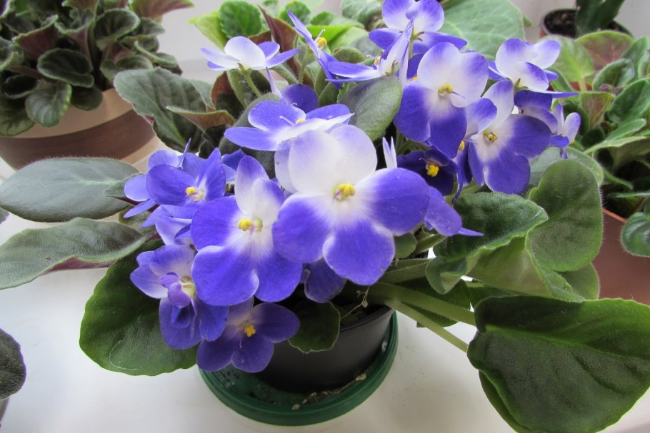 Фиалка макро