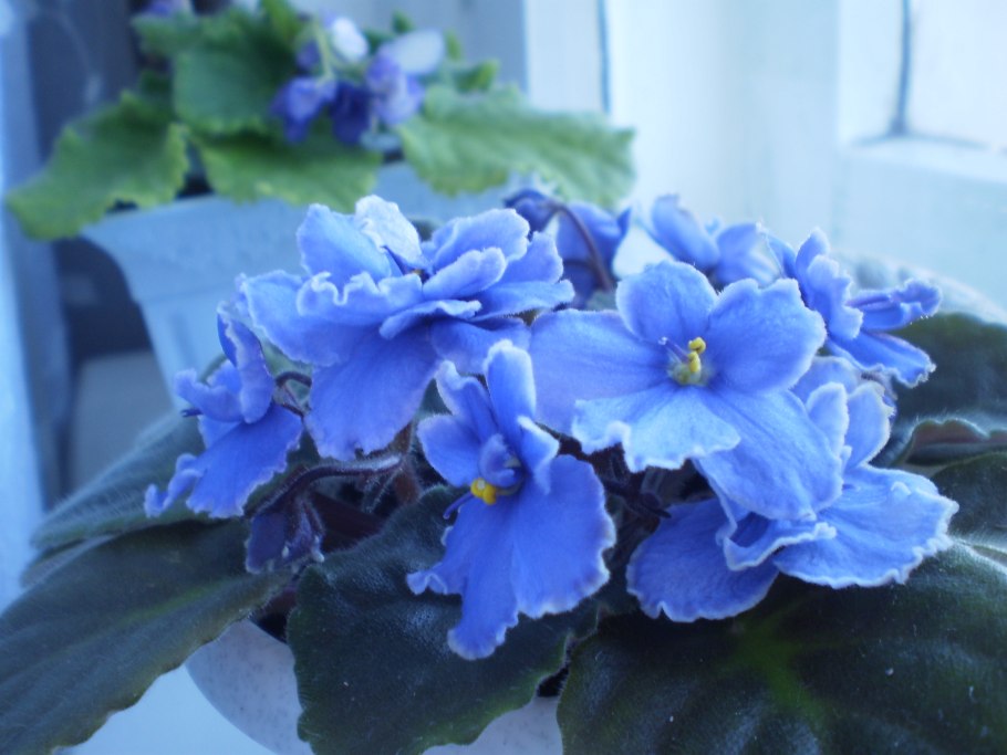 Фиалка сантпаулия