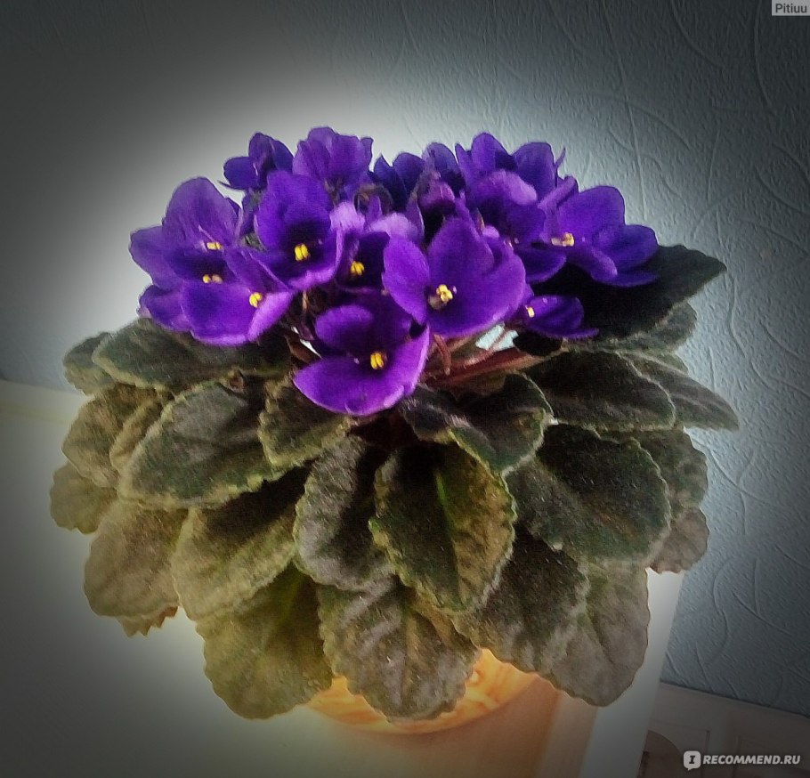 Фиалка saintpaulia