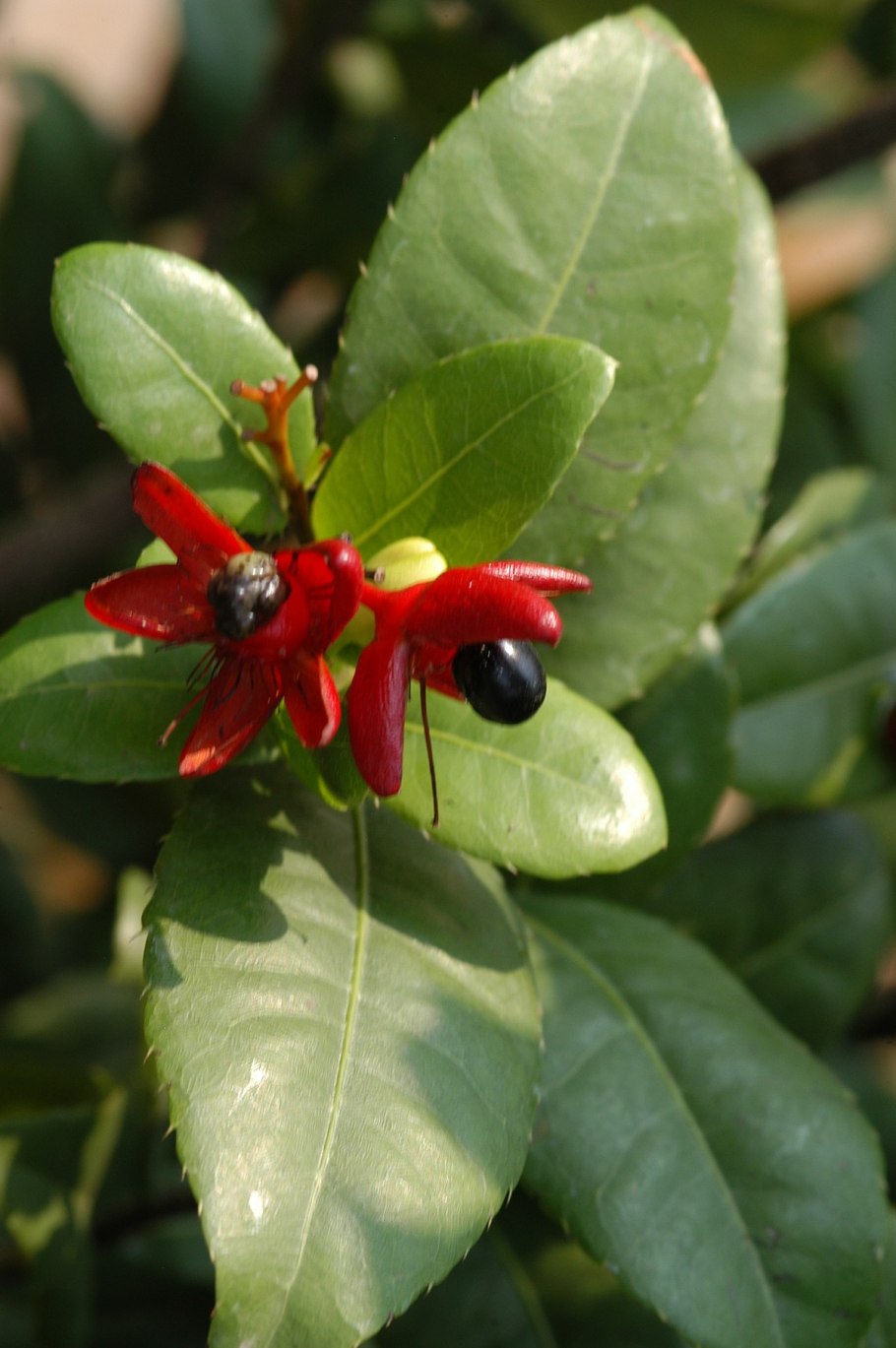 Охна (Ochna)