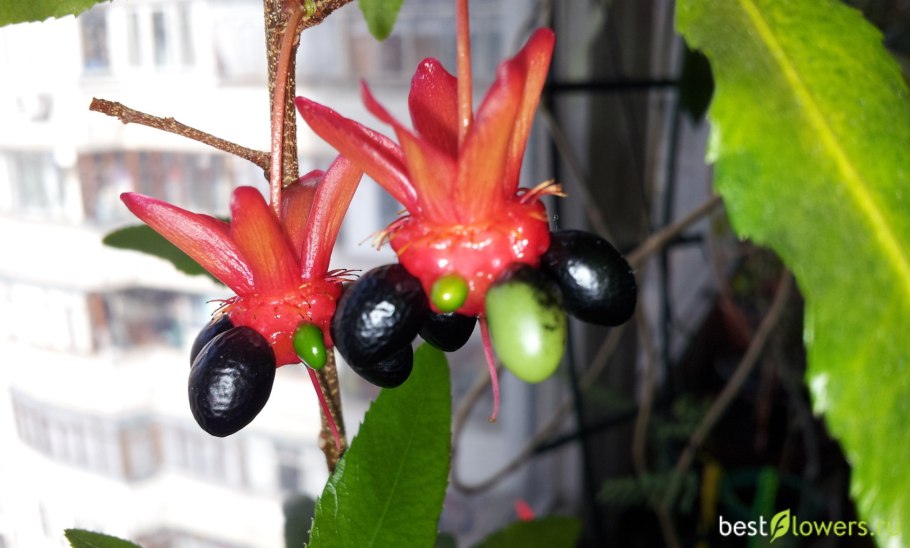 Ochna serrulata