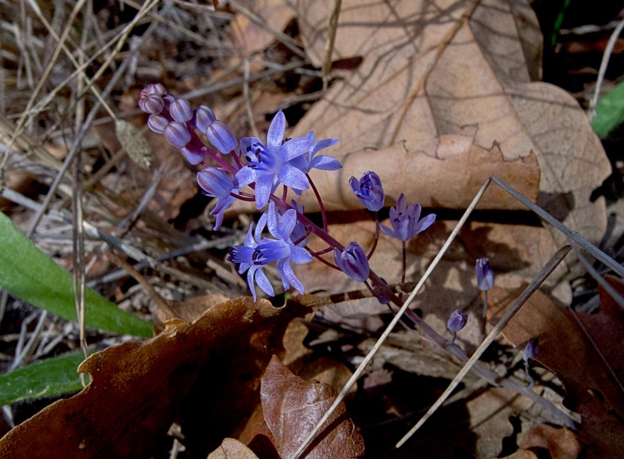 Scilla autumnalis l. (семейство Hyacinthaceae) пролеска осенняя