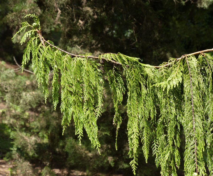 Кипарис Плакучий Cupressus Funebris