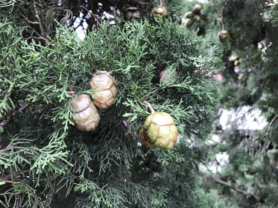 Кипарис калифорнийский Cupressus