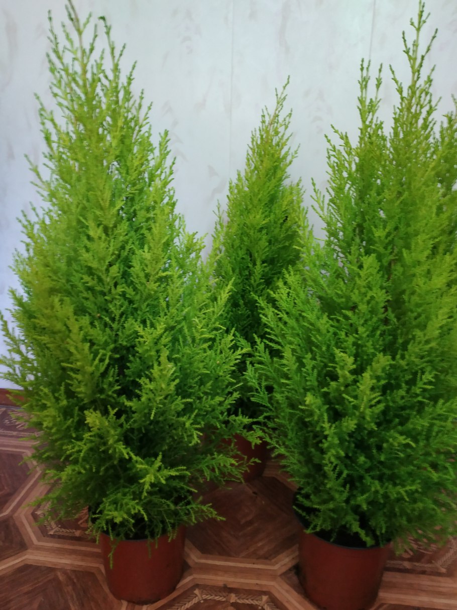 Кипарисовик нутканский Пендула