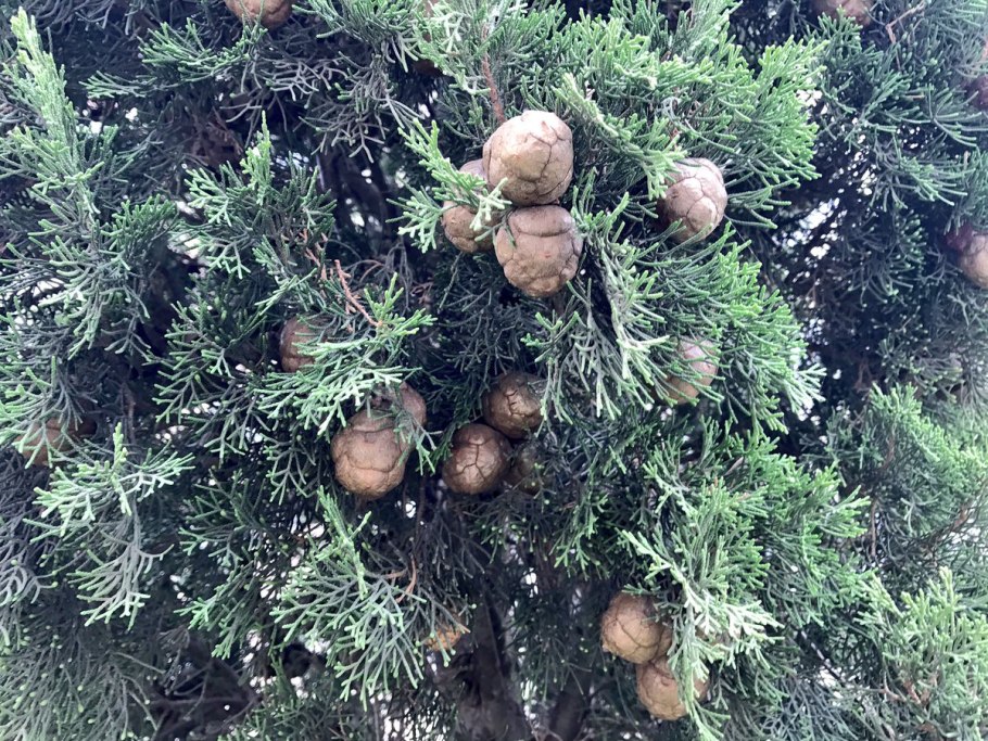 Ива и Кипарис