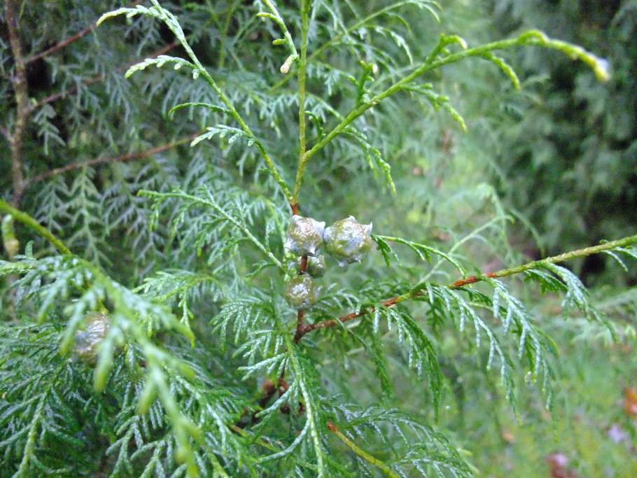 Кипарис вечнозеленый пирамидальный