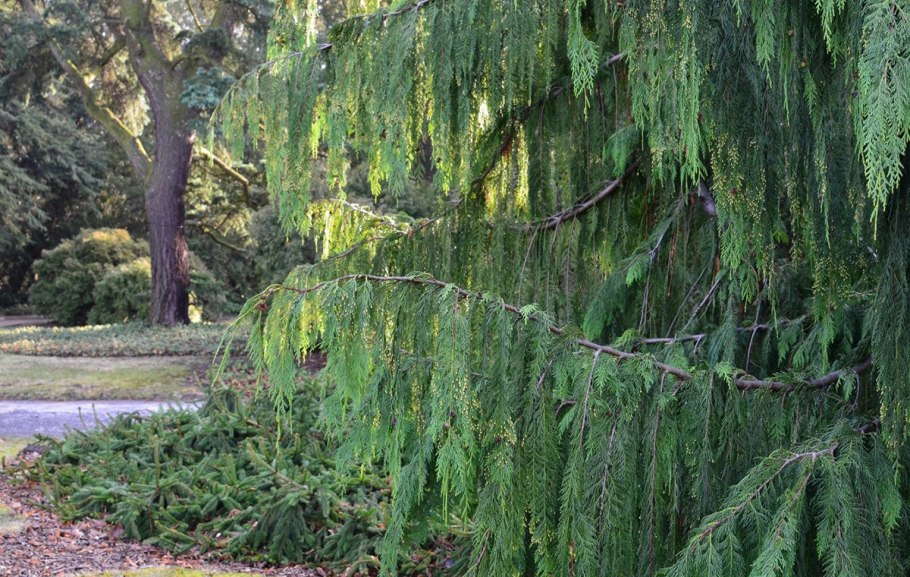 Кипарис кашмирский